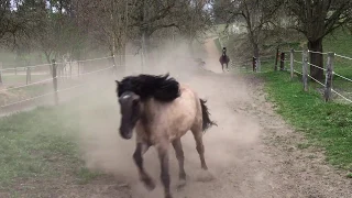 Pferdehof Birkenweiler, unsere Pferde, Ponys und Esel kommen von der der Weide