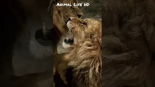 Lion king of the jungle🦁 #lion #jungle #animals #wildlife #trending #template #shorts #shortvideo