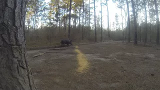 45-70 vs Feral Hog