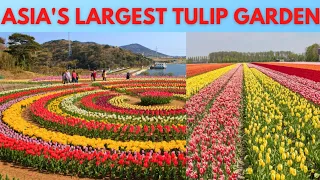 TULIP GARDEN, SRINAGAR Tour Open 25.March (KASHMIR)🌷🌷🌷🌷 TULIP GARDEN, SRINAGAR🌷 TULIP FESTIVAL