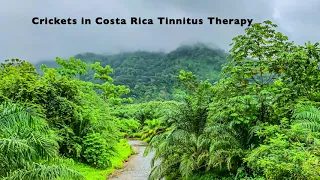 Crickets in Costa Rica Tinnitus Therapy 10 Hours Nature Sounds