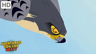 Aventuras con los Kratt | Aves de presa | Depredadores en el cielo [episodios completos]