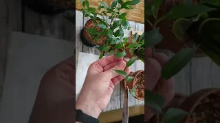 Taking Cuttings From Ficus Benjamina