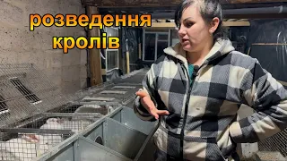 Розведення кролів Термонці в домашніх умовах. Життя в селі