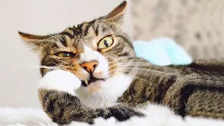 Watch & Laugh! These Funny CATS Will Make Your Day - Funniest Cat Videos