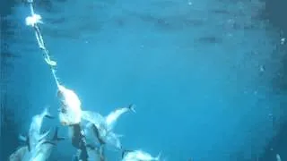 Great White Shark off Neptune Island, Australia