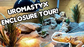 Uromastyx Enclosure Tour! | Zen Habitats