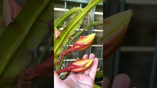 Кактус в пустыне Иудейской | Эпифиллум (лат. Epiphyllum)