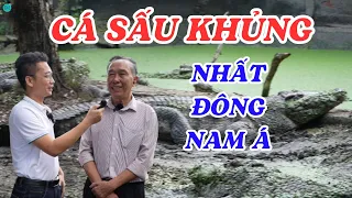 Người đàn ông ở Sài Gòn nuôi giữ những con cá sấu to khủng nhất Đông Nam Á