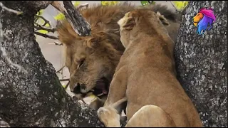 Lions Almost Fall Out Tree While Fighting For Food