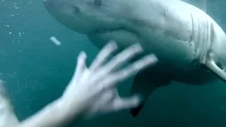 Man Comes Face To Face With Great White Shark In Sydney Harbour