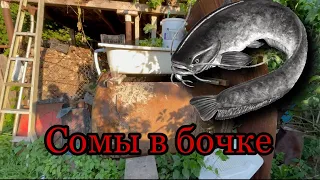 Как вырастить сомов в бочке?