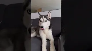 husky loves to sing 🎤 #shorts