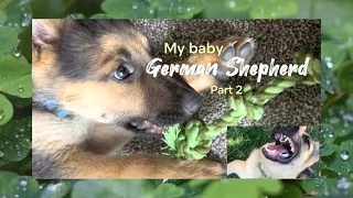 My baby German Shepherd - Part 2 🐾❤️ [The Accident]