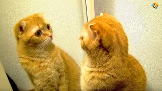 FUNNY CATS and DOGS 🐱🐶 TALKING Cats 😂 Funniest Animal Videos 2023