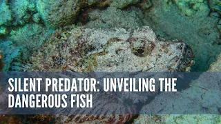 Silent Predator Unveiling the Dangerous Fish #animal #wildlife #predatorfish  #dangerousfish #fish