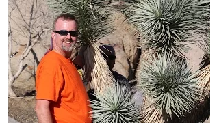 How to Transplant a Joshua Tree, with Jan Emming