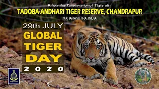 Tadoba Andhari Tiger Reserve || GLOBAL TIGER DAY || 29 July 2020 || Episode 34