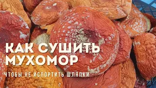 Как сушить красный мухомор для самого лучшего микродозирования