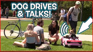 Funny Dog Drives Car & Talks! (Comedy Prank)