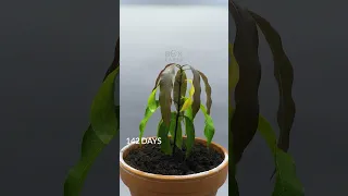 1 YEAR in 50 Seconds - Mango Tree