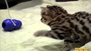 3-Month-Old Blackfooted Cat at Brookfield Zoo