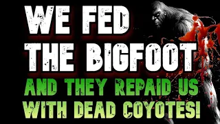 WE FED THE BIGFOOT, AND THEY REPAID US WITH DEAD COYOTES!