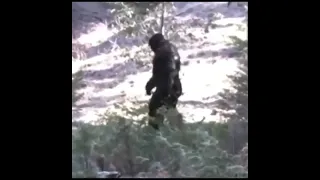 New Bigfoot Sighting In Idaho