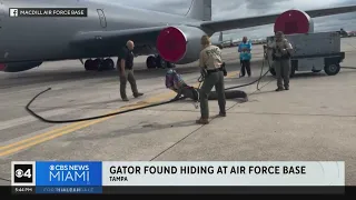 Alligator caught at MacDill Air Force Base