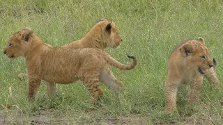 ADORABLE LIONS CUBS BEING INTRODUCED TO A NEW LIFE.