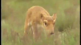 CH4 Wild Russia - Song of the Volga (narrated by Sean Barrett) (1992)