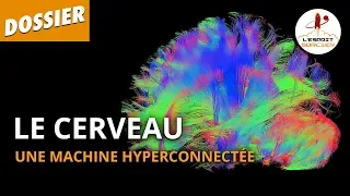 LE CERVEAU : UNE MACHINE HYPERCONNECTÉE - Dossier #24 - L'Esprit Sorcier