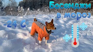 Как басенджи переносит мороз | Basenji and frost