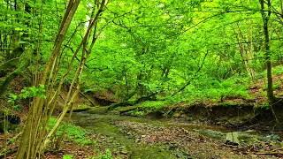 Если хотите расслабиться, отдохнуть и быстро заснуть – звук лесного ручья и пение дрозда весной.