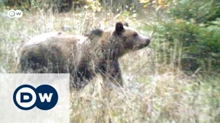 Ban on bear hunting in Romania | Focus on Europe