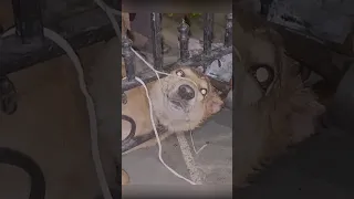 A dog gets its head stuck in an iron Gate #dogStuck