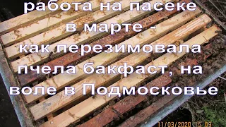 ответы на вопросы - какие линии пчел бакфаста хорошо себя показывают в Подмосковье