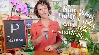 Fósforo faz sua planta ter mais flores, frutos e cores