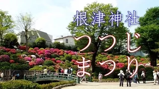 根津神社　「つつじまつり」