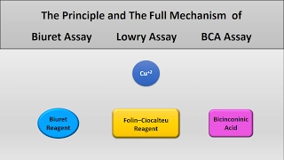 The principle of Lowry assay, Biuret assay, and Bicinconinich (BCA) assay protein assays