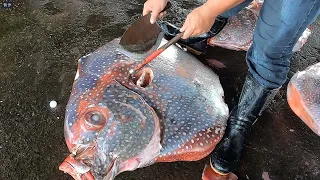 Big knife cuts Giant Opah (Moon fish)、Tuna、Salmon and Cobia