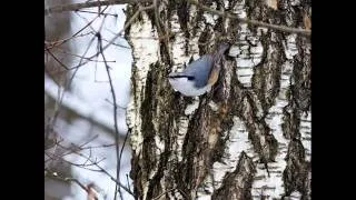 Олег Митяев — Запах снега