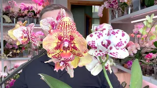 КОРНИ ОРХИДЕЙ СРАЗУ В РОСТ после пересадки орхидеи / ЛУЧШИЙ грунт для орхидей этого сезона