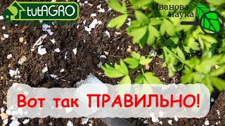 4 СПОСОБА УДОБРИТЬ ЗЕМЛЮ СКОРЛУПОЙ ЯИЦ. ТОЛЬКО ТАК - ПРАВИЛЬНО!