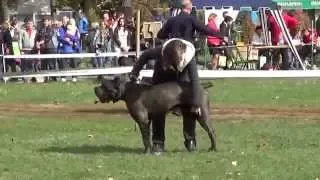 Кане корсо (Cane Corso) - областная выставка собак "Сумы-осень 2015"