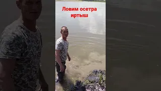 ловля осетра Иртыш, продолжение