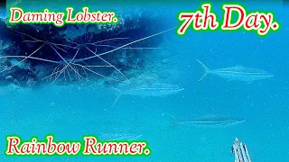 ANG DAMING LOBSTER!!! PLUS RAINBOW RUNNER - 7th DAY SPEARFISHING || Gabby Ramal