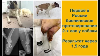 Первое в России чрескожное протезирование 2-х лап у собаки. Результата через 1,5 года.