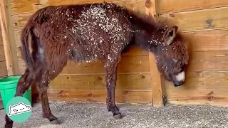 Donkey Rescued from Killing Pen Becomes Close Friends with Humans | Cuddle Donkeys