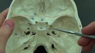 Structures Inside the Skull